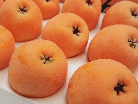 6月上旬～中旬発送『房州びわ/枇杷 3Lサイズ12個入り』南房総市産の大実の枇杷を農家から