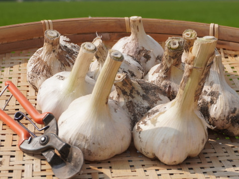 【期間限定！ホワイト】フレッシュホワイト生にんにく 1kg ※7月20日発送分まで