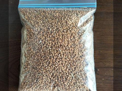 【自然栽培】玄小麦　500ｇ