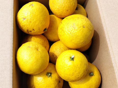 日向夏みかん、母から受け継いだ畑から、今年はじめてのお届けです