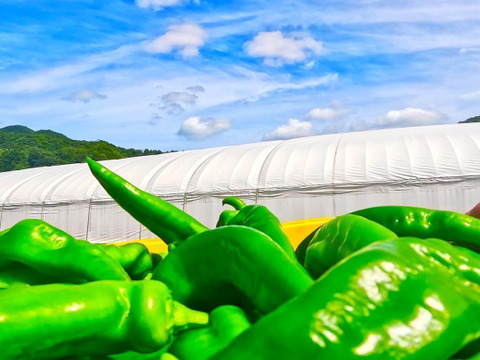 【予約販売】京都・舞鶴産 朝採れ万願寺とうがらし 良品 約400g