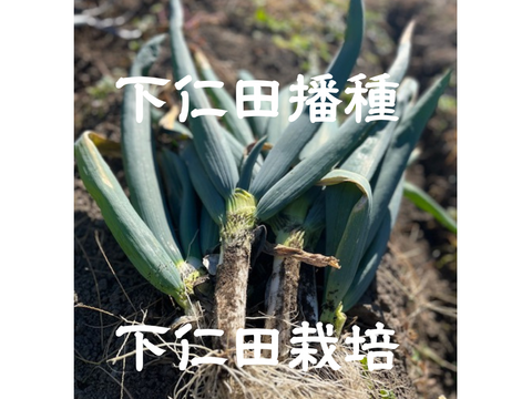 生粋の下仁田ネギ(Lサイズ以上5本+ Mサイズ15本)