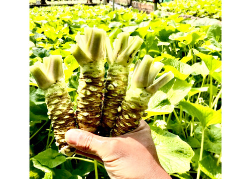 nakamura様専用生わさびSサイズ・わさび漬け・茎酢漬けセット