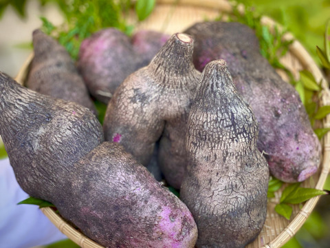 【常温保存30日可】強い粘りとやさしい甘み！旬の紫やまいも（1kg）【紫山芋】