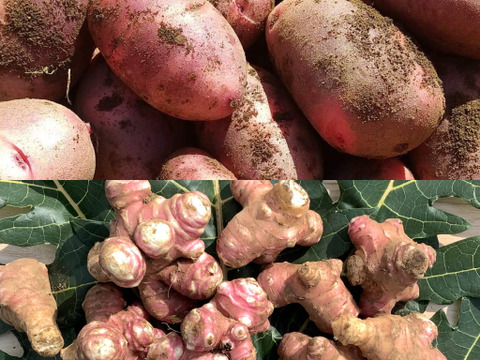 幻のじゃがいも グラウンドペチカ デストロイヤー イヌリン豊富な 赤菊芋 セット 旅する野菜 茨城県産 食べチョク 農家 漁師の産直ネット通販 旬の食材を生産者直送