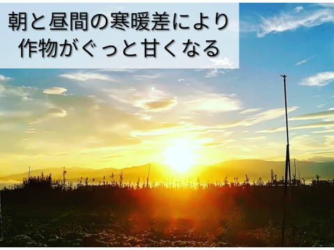 石窯焼き芋 熟成シルクスイート 2g｜安曇野産 とろける蜜芋