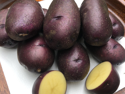 甘くてホクホク！希少な馬鈴薯タワラマゼラン5kg《農薬・化学肥料不使用大阪産認証》