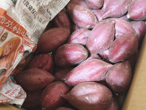 セール中！【新芋】シルクスイート　丸Sサイズ　5kg さつまいも