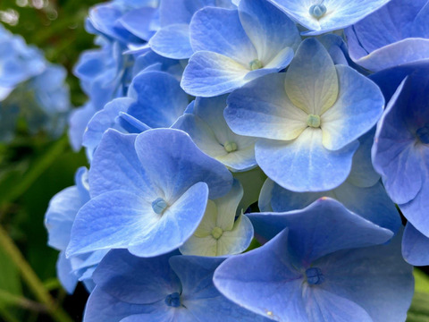 【令和7年新米】あきたこまち精米 9kg 「大谷米」 もっちり甘い 単一農家米100%！