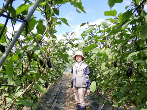ピカピカ 朝採りナス 茨城県奥久慈産 露地ナス Ｌサイズ 48本 朝収穫当日発送（常温便）