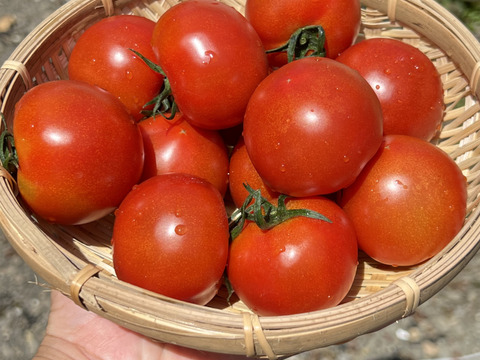 とまほっぺ】フルティカトマト 1kg｜愛媛・久万高原直送：愛媛県