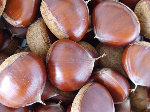 下　自然栽培の栗1.5キロと食べて美味しい野草3種のセット⭐オマケ付き⭐