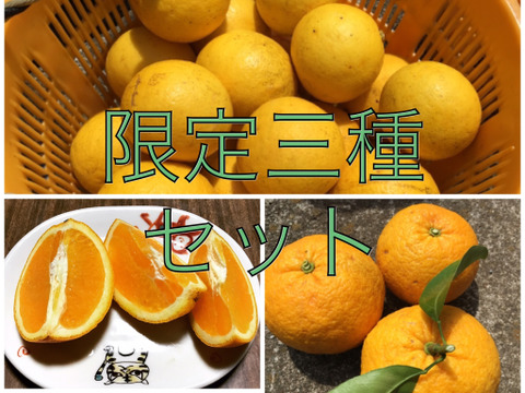 【食べチョク限定】甘夏1キロ&ニューサマーオレンジ2キロ&バレンシアオレンジ1キロセット