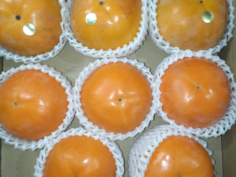 甘さの競演♪　柿の食べ比べ　輝太郎柿と太秋柿のセット（2.5㎏ 8～9玉入り）　小傷あり　～2種類の甘さの違いをお楽しみください～
