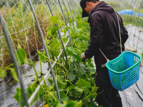 【６月の有機野菜】　有機JAS認証　オーガニック野菜　Ⅿセット
（静岡県内最大の有機野菜農園　しあわせ野菜畑の６月の有機野菜セット）