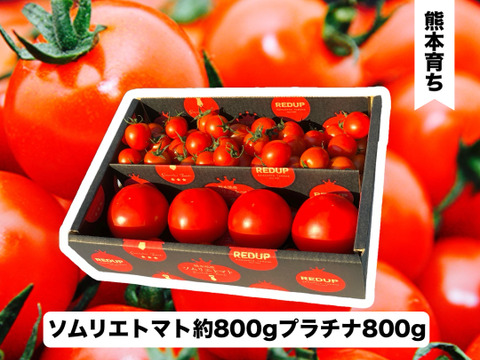 予約1月下旬から順次発送【特別栽培農産物の取得】ソムリエトマト　約800gとソムリエミニトマト　プラチナ800gのセット