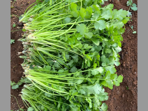 新鮮香り豊かなパクチー！！　2kg