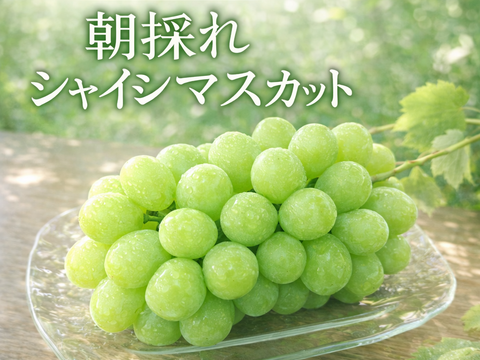 【食べる喜び・贈る喜びを感じる】シャインマスカット400g～450g　1房