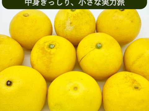 日本ギフト大賞受賞】【在庫僅少特価品】園主こだわり土佐文旦