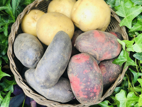 新じゃが食べ比べ3種セット＊3kg＊キタカムイ,シャドークイーン,デストロイヤー