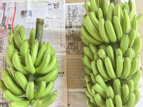 【予約販売開始!!】沖縄産‼︎三尺バナナ1.5kg❗️採れたて！