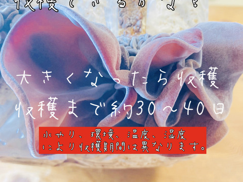【大人の自由研究】【6月5日までの限定販売】『高知県産きくらげ栽培用の菌床ブロック×2個』簡単な育て方リーフレット付 ※商品到着後1週間以内に切込みを入れ栽培できる方