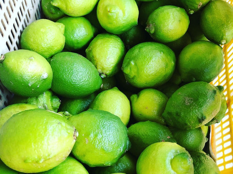 【柑橘王国愛媛県砥部町産　農薬、化学肥料、除草剤不使用グリーンレモン】1kg(ご家庭用)