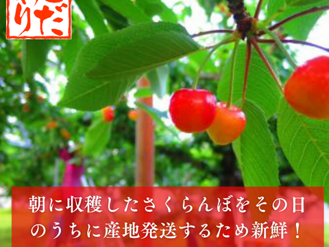 さくらんぼの木「搬送時はエコメルカル便指定」 佐藤錦1kg】7月の北海道の旬 仁木町産さくらんぼ（お中元に