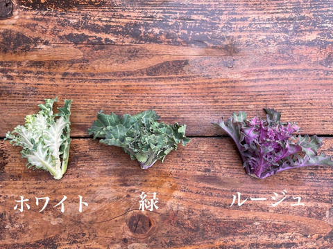 冬の恵 「プチヴェール」2〜3種ミックス　たっぷり　80g×10袋