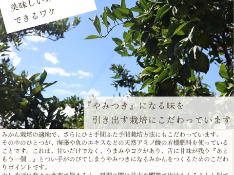 農家直送！しらぬい　2.5kg  【平武農園】〜蛍飛ぶ町から旬の便り〜　和歌山｜有田｜田口｜ギフト