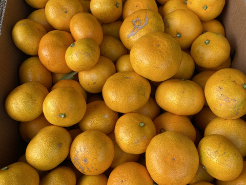 【訳あり】愛媛県産　島育ち　完熟早生みかん！！太陽と潮風の早生みかん5kg（箱込み）