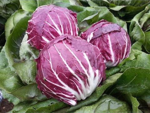 【ほろ苦さといろどり鮮やか野菜】京都産トレビス2玉（約800g）