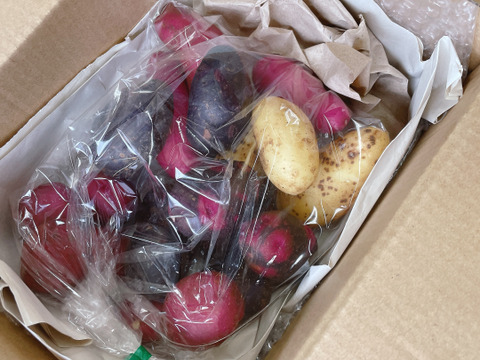 ノウフク　カラフルじゃがいもミックス 1kg　【栽培期間中農薬化学肥料不使用】