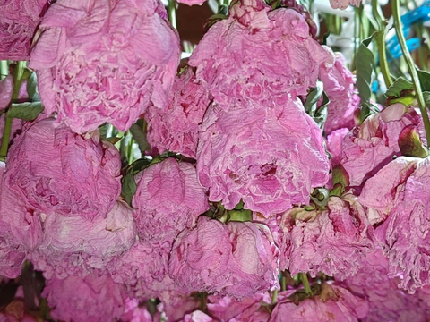 とっておきし新春福袋 ドライフラワー】芍薬(シャクヤク) 5本セット 切花 はな お花 フラワー・リース