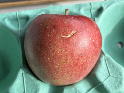 シナノスイート　ご家庭用　【5kg】