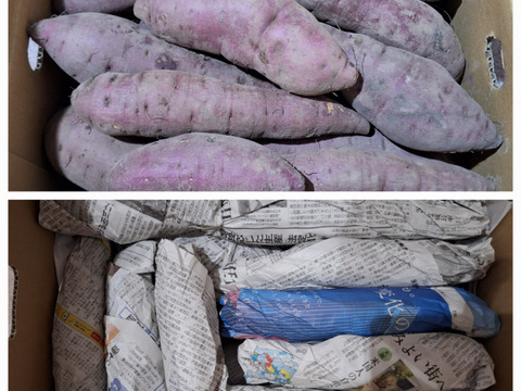 掘りたてでもおいしい！【さつま紅はるか】元気にスタート！かごしまのさつまいもはそのやま農園　“さつま紅はるか”　使い勝手の良いML品  掘りたてでもおいしい→貯蔵して超絶おいしい！5ｋｇ　有機ＪＡＳ