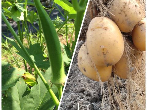 丸オクラとじゃがいもセット【農薬・化学肥料 不使用】大家族向け