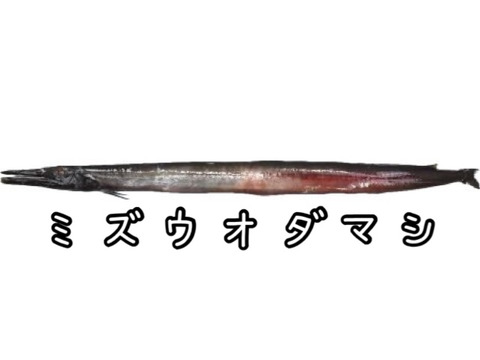 ☆YouTubeで紹介☆ へんな魚ボックス【未利用魚オンリー】魚種指定不可、お届け日指定不可の商品です