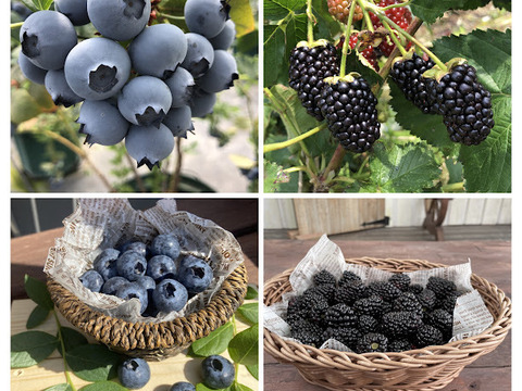 【限定セット！】冷凍ブルーベリー＆冷凍ブラックベリー　各500g