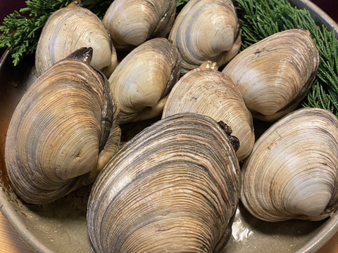 愛知県 日間賀島産】天然大アサリ（ウチムラサキ）2kg｜BBQ・キャンプ