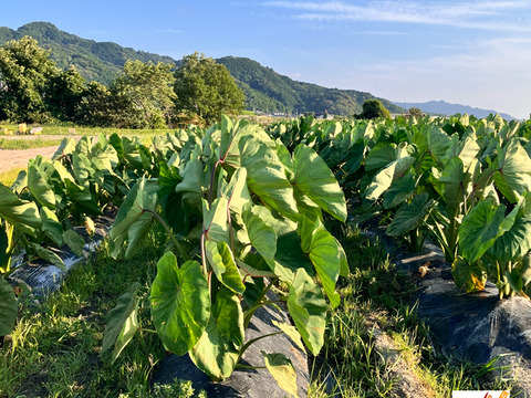 皮ごと茹でて✨美味しい ✨小ぶりな里芋1kg(セレベス:赤目芋)｜農家直送✅｜家庭用🎁❗️