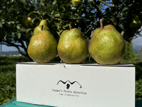 【ラフランス専業農家が贈る🍐】大玉ラ・フランス ３玉入り【日時指定可】