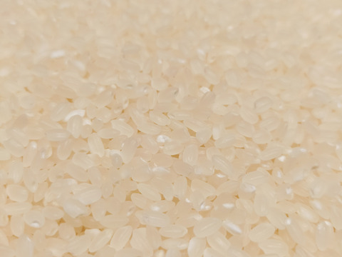 青森県産 ブランド米 まっしぐら 10kg 一等米 無洗米 2022年度産 米 精米したて