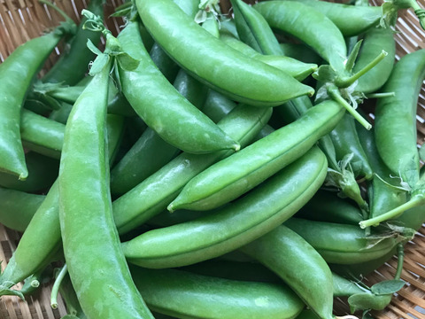 ！7日間限定！お買得価格☆自然栽培スナップエンドウ5ｋｇ