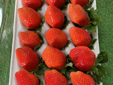 【腸活イチゴ⁉️】『やよい姫』クッショントレー2枚（24～36粒、約900g）こてんねぇイチゴ