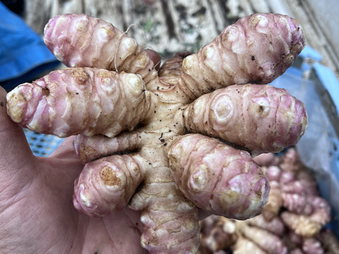 紫菊芋　イヌリンの宝庫　食べて腸活　2kg