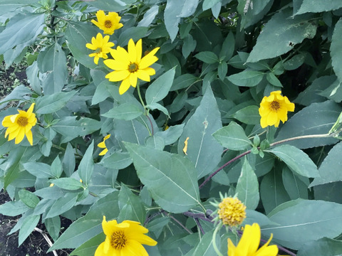 サイズいろいろ＊菊芋(赤)1kg＊掘りたてを洗ってお届け〜