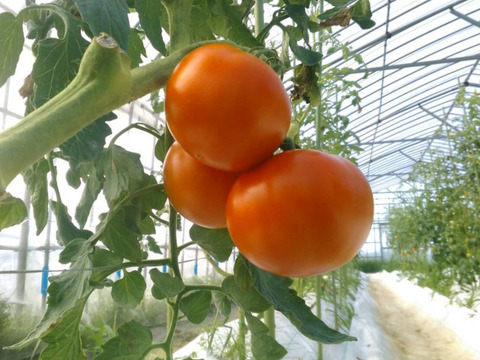 【８月中旬より発送】【夏ギフト】今年はトマトを贈りませんか♪　高糖度トマト贈答用　24玉前後　化学肥料・農薬完全不使用