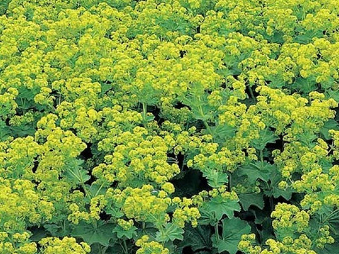 2個セット アルケミラ モリス 宿根草 多年草 カラーリーフ