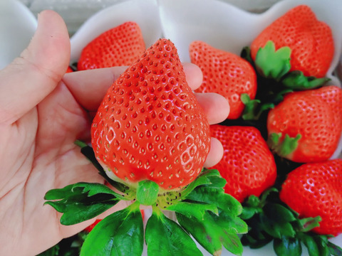 大粒！桃のような風味
完熟恋みのり